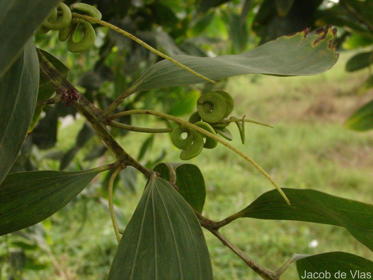Acacia mangium Willd.